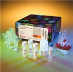 小鼠CD19分子(CD19)ELISA试剂盒 适合检测什么样本,欢迎咨询_上海信帆生物科技有限公司